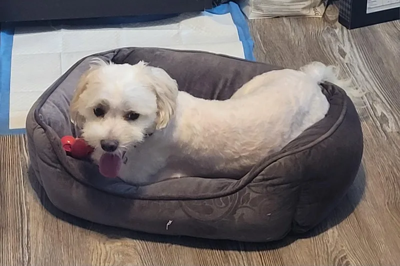 An adult small-sized male Maltese dog named Benji for adoption in Merrimac, MA