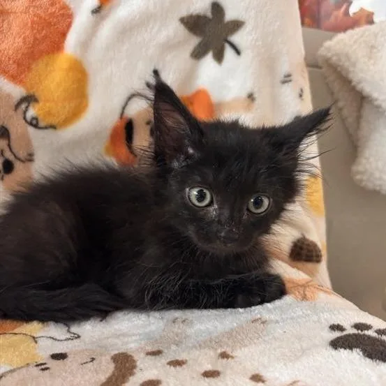 A baby small-sized male Domestic Medium Hair cat named Midnight Snack for adoption in Phoenix, AZ