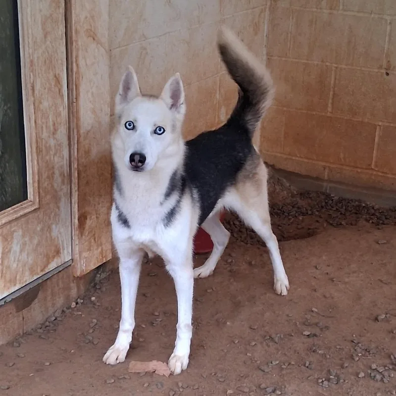 An adult medium-sized male Black Husky dog named Sonny for adoption in LOXAHATCHEE, FL