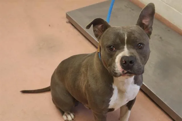 An adult large-sized male Mixed Breed dog named Chapter for adoption in Columbia, SC