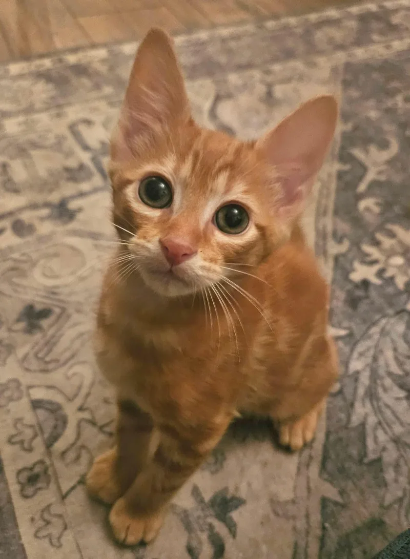 A baby medium-sized male Orange / Red Domestic Short Hair cat named Tank for adoption in Myrtle Beach, SC