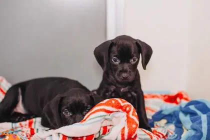 A young small-sized female Labrador Retriever dog named a Sky for adoption in North Charleston, SC