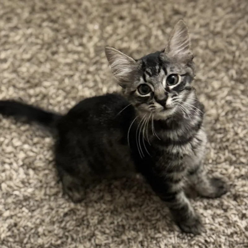 A baby small-sized female American Shorthair cat named Braveheart for adoption in Bessemer, AL