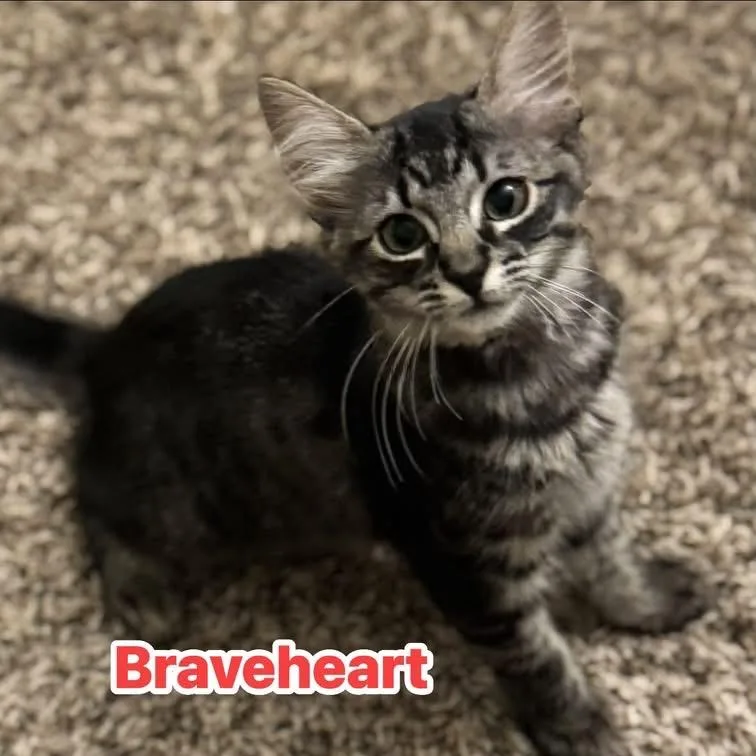 Braveheart thumbnail 3