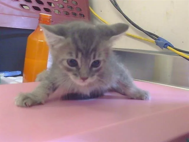 A baby small-sized female Domestic Short Hair cat named Nikki for adoption in Sacramento, CA