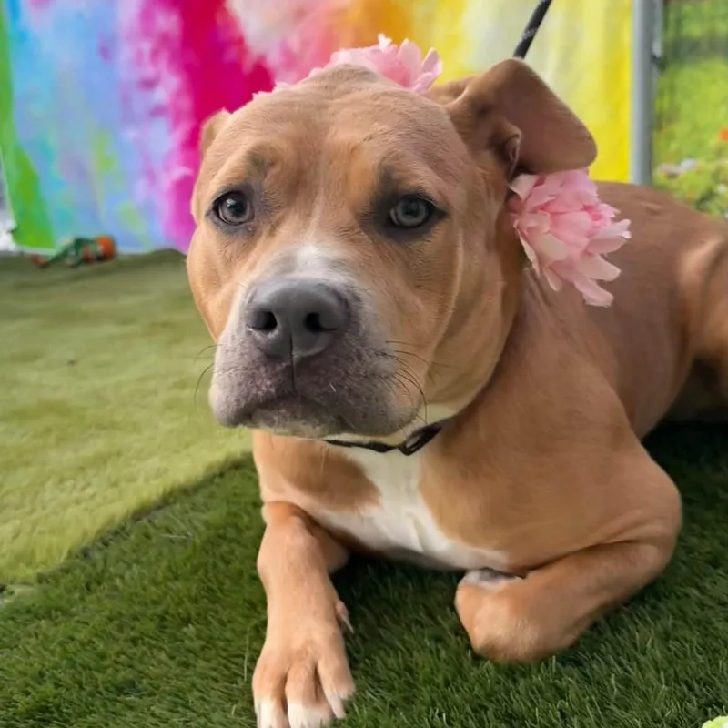 An adult medium-sized female Mixed Breed dog named Penelope for adoption in Warren, OH