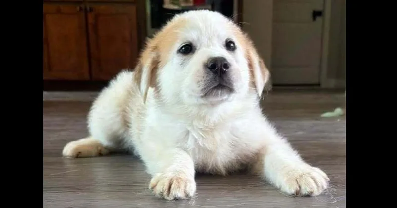 A baby small-sized male Great Pyrenees dog named Snowflake Crew: Male for adoption in Dallas, TX