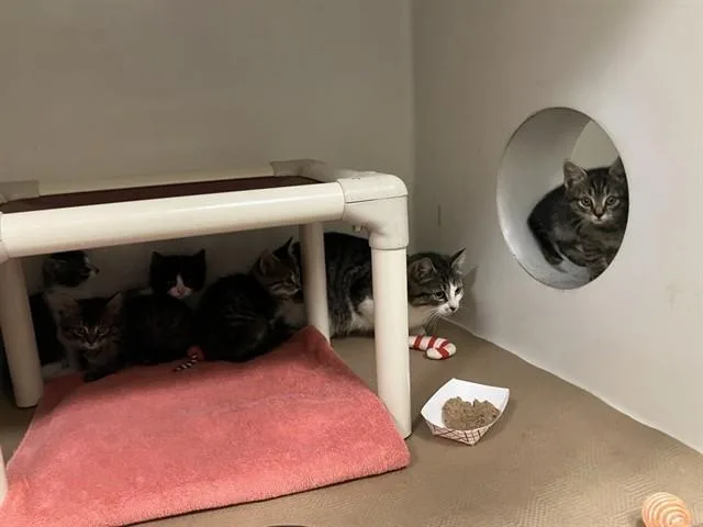 A baby medium-sized female Domestic Short Hair cat named Sandcastle for adoption in Boston, MA