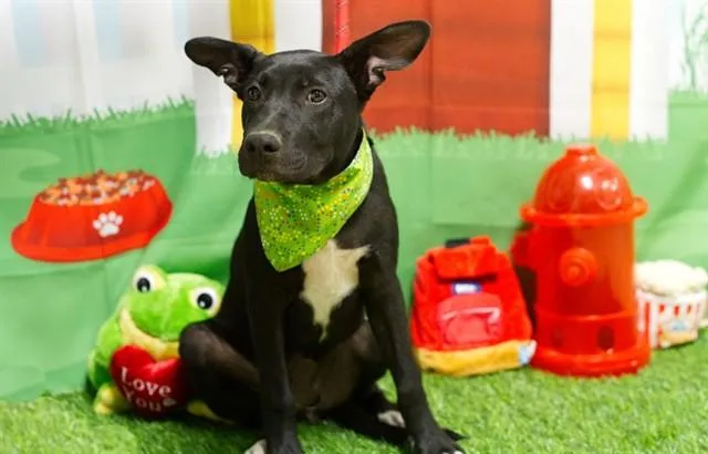 A baby small-sized male German Shepherd Dog dog named Swatch for adoption in South Lake Tahoe, CA