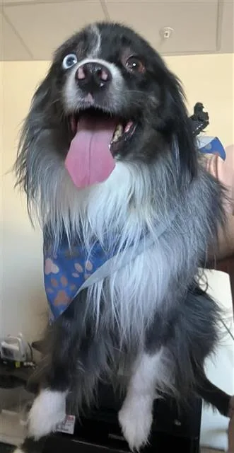 An adult small-sized male Border Collie dog named Sam for adoption in San Antonio, TX
