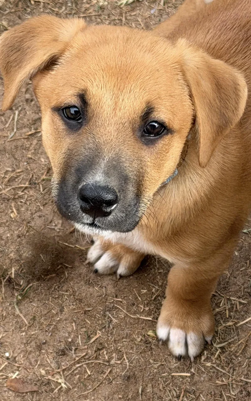 A baby large-sized male Golden Black Mouth Cur dog named Etzl for adoption in Gilbert, AZ