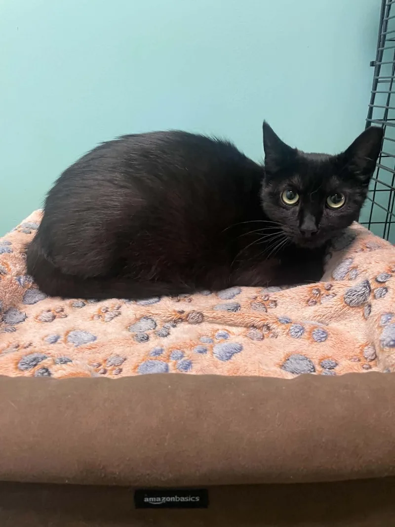 A young medium-sized female Black Domestic Short Hair cat named Andromeda for adoption in Penfield, NY