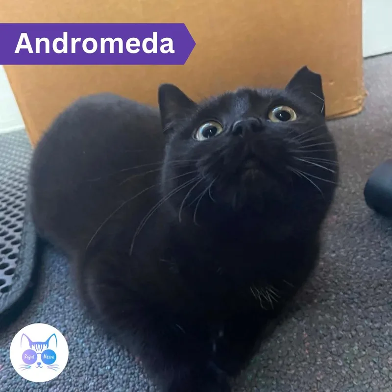 Andromeda thumbnail 2