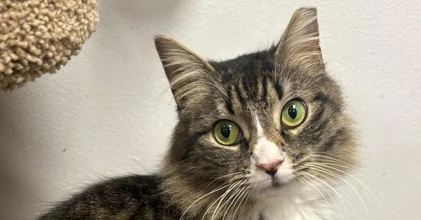 An adult medium-sized female Domestic Medium Hair cat named Georgia for adoption in Pittstown, NJ