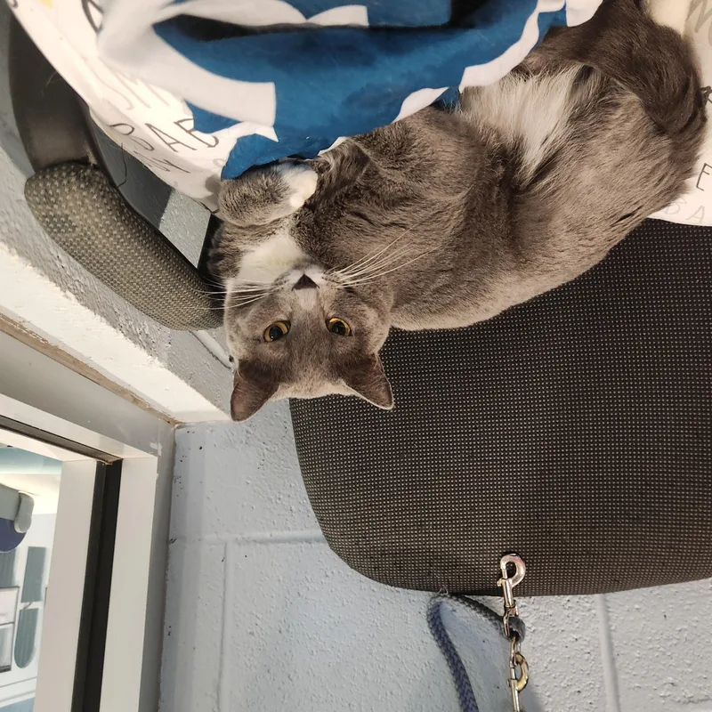 An adult medium-sized female Gray & White Domestic Short Hair cat named Brenda Two for adoption in Charleston, SC
