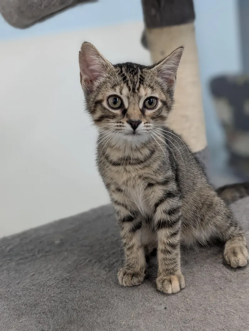 A baby medium-sized female Tabby (Brown / Chocolate) Domestic Short Hair cat named Tabitha for adoption in Tilton, IL