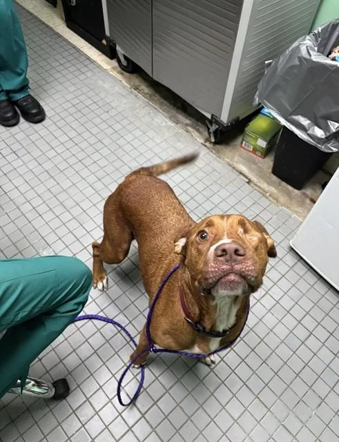 An adult medium-sized male Pit Bull Terrier dog named Flame for adoption in Killeen, TX