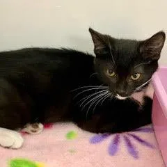 A baby medium-sized female Black & White / Tuxedo Tuxedo cat named Sprite for adoption in Green Valley, AZ