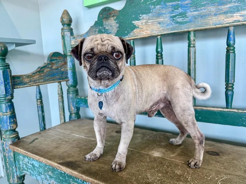 A young small-sized male Yellow / Tan / Blond / Fawn Pug dog named Mr. Rhodes for adoption in San Antonio, TX