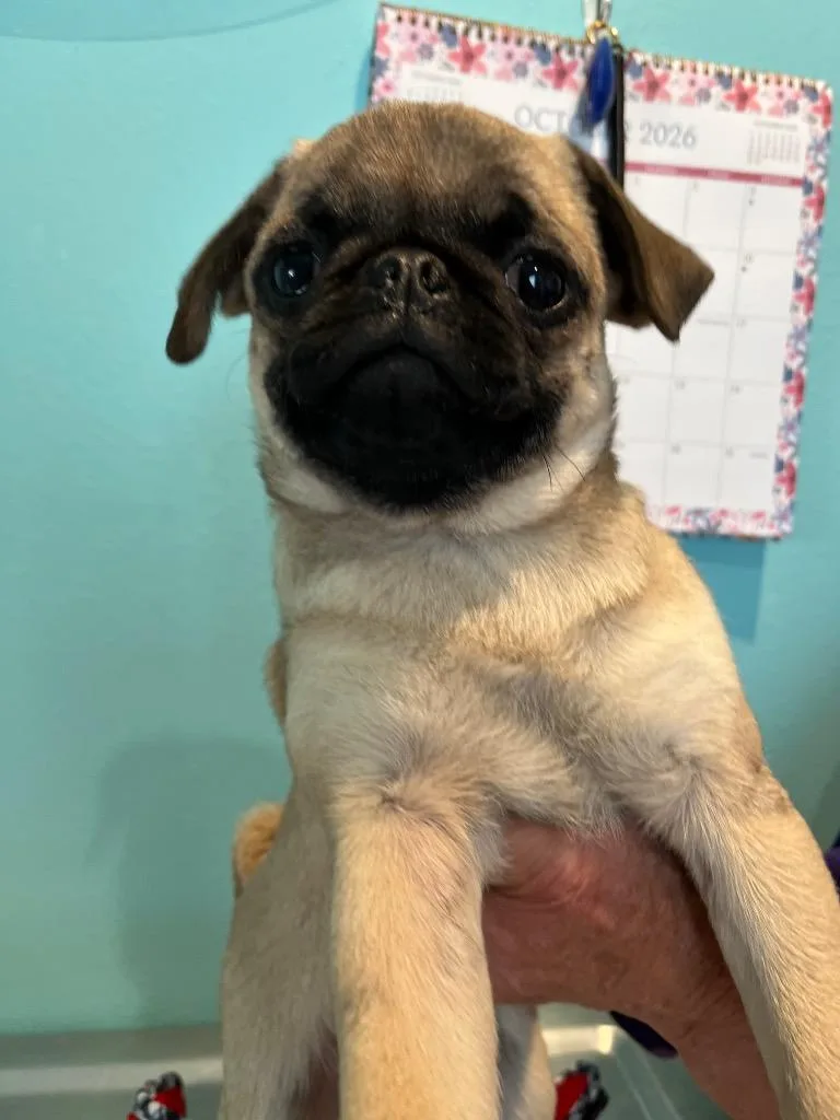 A baby medium-sized female Pug dog named KK Dory for adoption in Ashland, WI