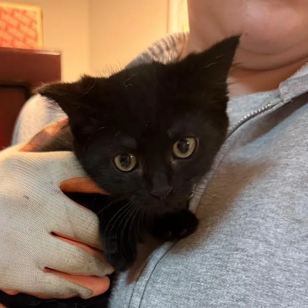 A baby small-sized female Black Domestic Short Hair cat named Bear for adoption in Winchester, VA