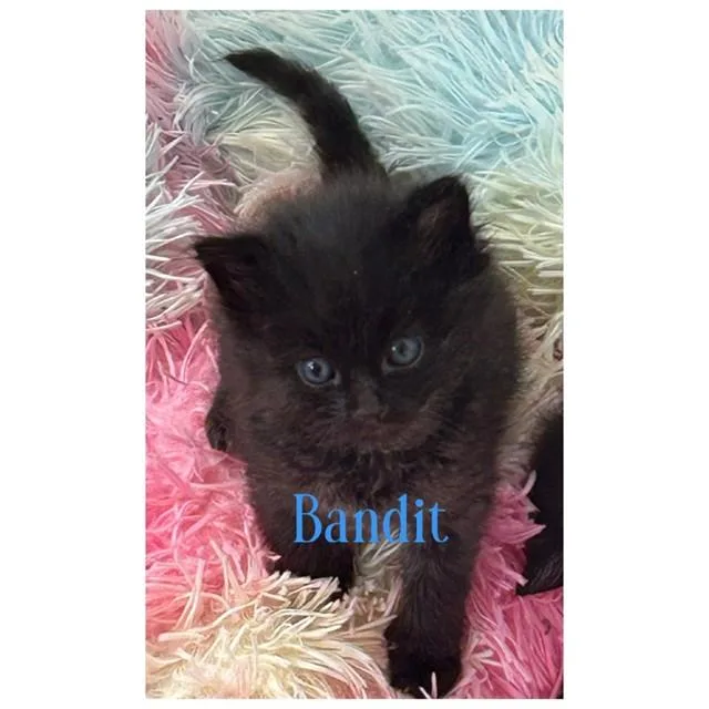 A baby medium-sized male Domestic Medium Hair cat named Bandit for adoption in Auburn, CA