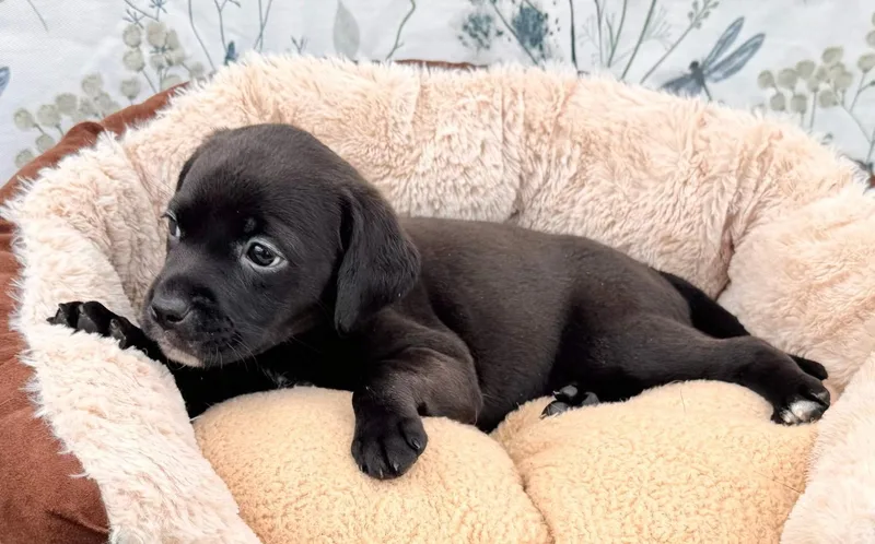 A baby small-sized female Black Puggle dog named Velvet for adoption in Southport, CT