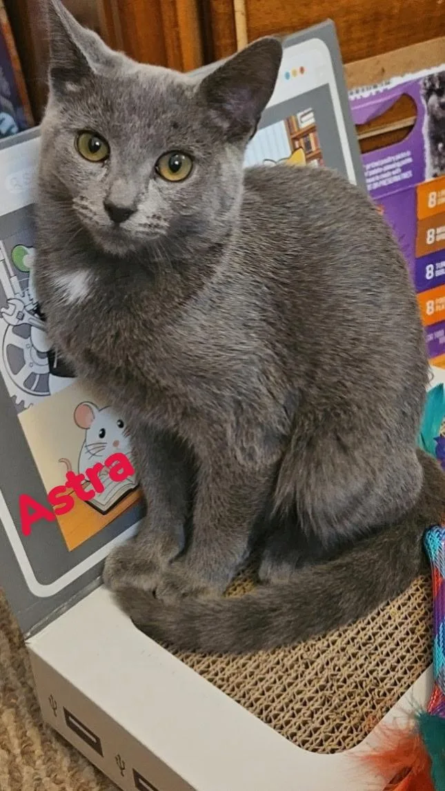 A baby medium-sized female Russian Blue cat named Astra for adoption in Crown Point, IN