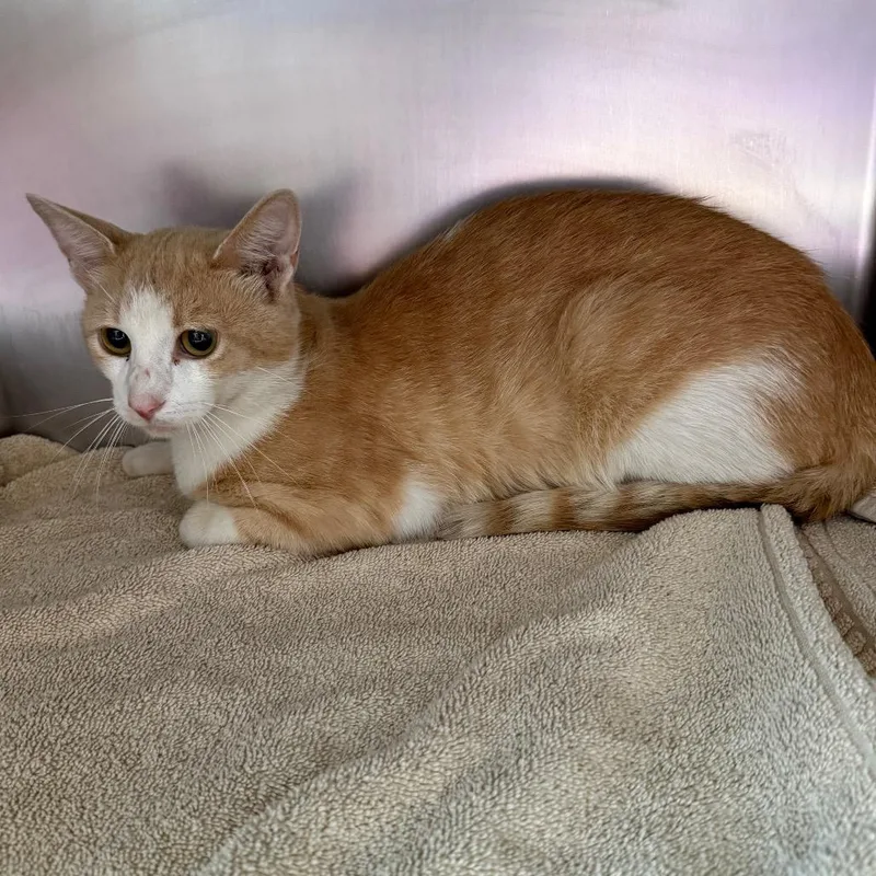 A young medium-sized male Orange / Red Domestic Short Hair cat named Carrot Top for adoption in Council Bluffs, IA