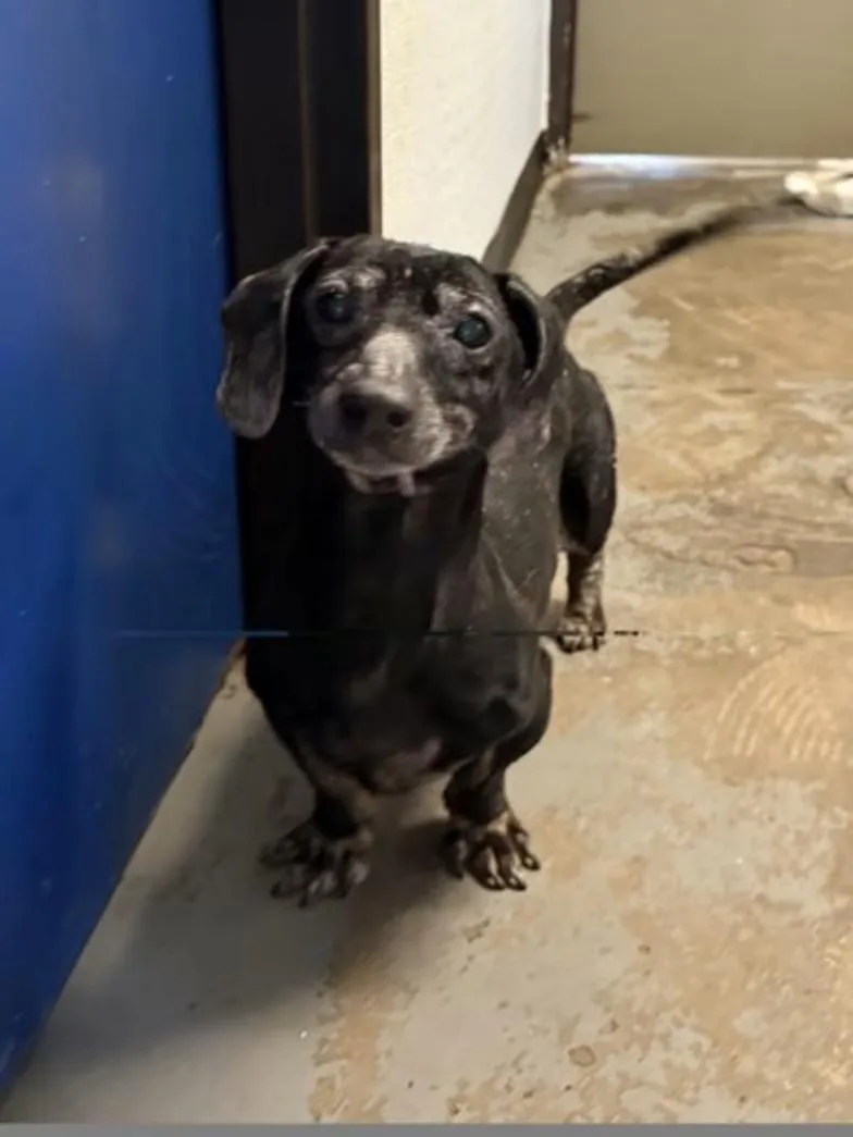 An adult small-sized male Dachshund dog named Bongo for adoption in Red Bluff, CA