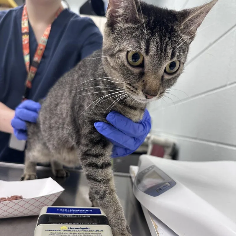 An adult medium-sized female Brown / Chocolate Domestic Short Hair cat named Taylor for adoption in Chattanooga, TN