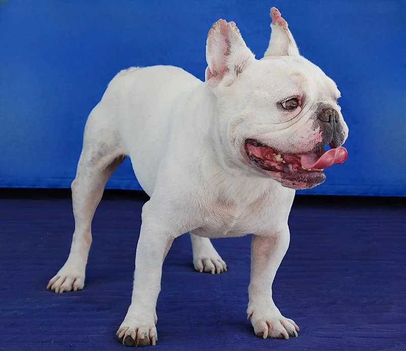 An adult medium-sized male French Bulldog dog named Jax for adoption in Pasadena, CA