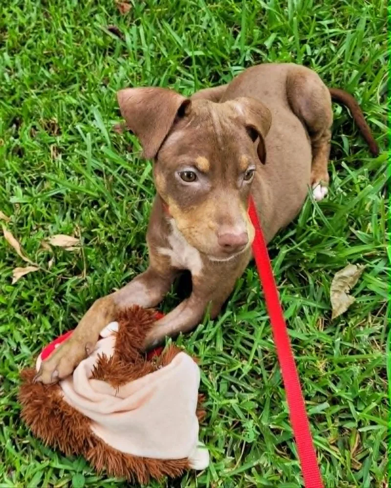 A baby medium-sized female Mixed Breed dog named Cindy for adoption in Fond Du Lac, WI