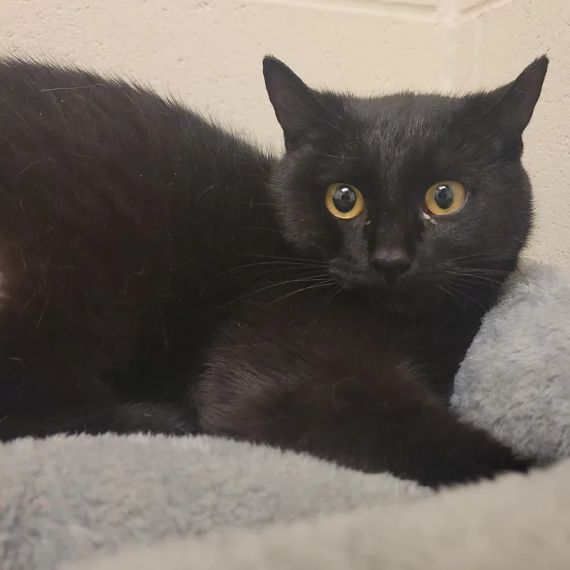 A young medium-sized female Black Domestic Short Hair cat named Nuggie for adoption in Plover, WI