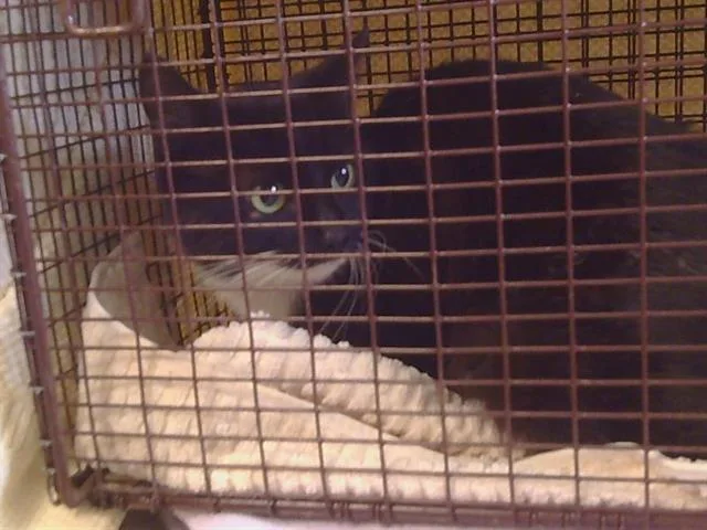 A young medium-sized female Domestic Short Hair cat named Mollee for adoption in Sacramento, CA
