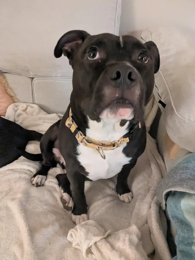 Milo The Meatball thumbnail 2