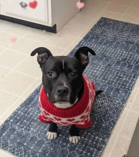 Milo The Meatball thumbnail 3