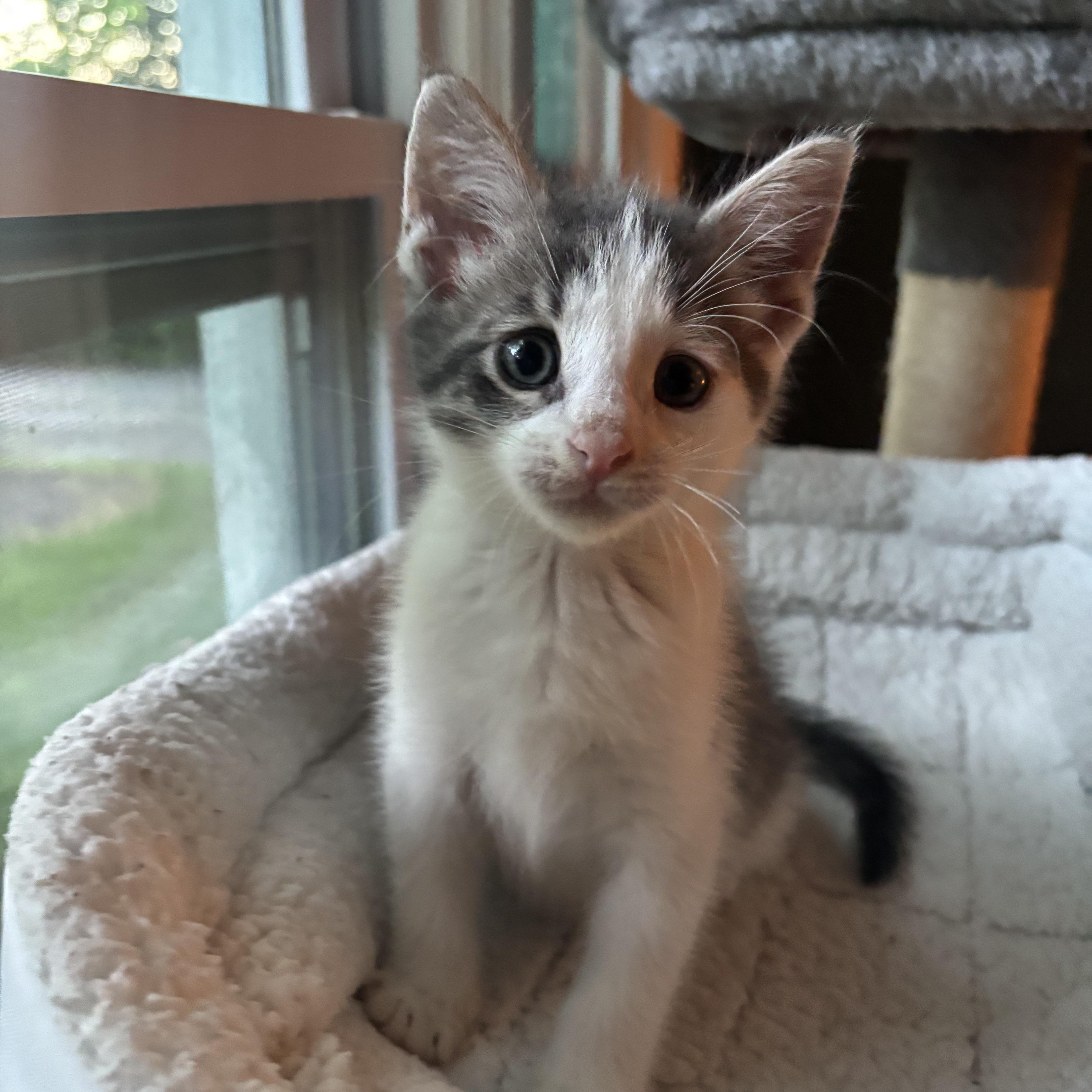 A baby medium-sized male Gray & White Domestic Short Hair cat named Waffle for adoption in Victor, NY