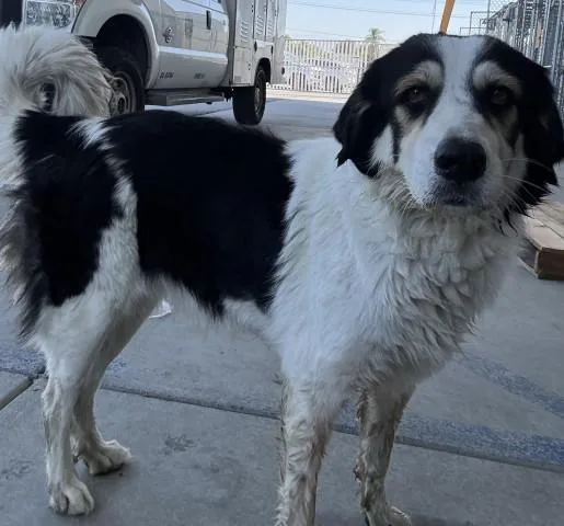 A young large-sized female Great Pyrenees dog named Queen for adoption in Bakersfield, CA