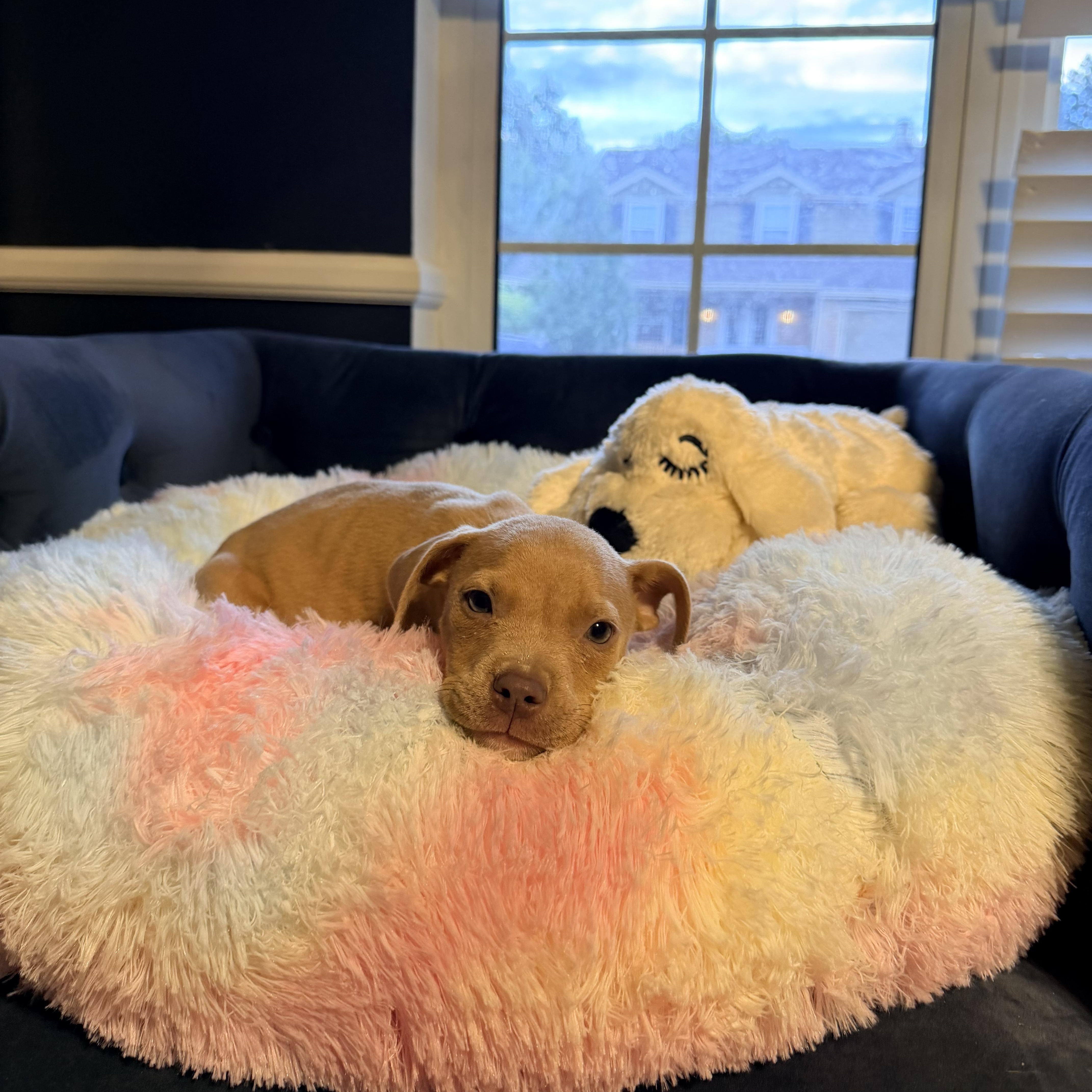 A baby medium-sized male Sable Pit Bull Terrier dog named Remi for adoption in Littleton, CO