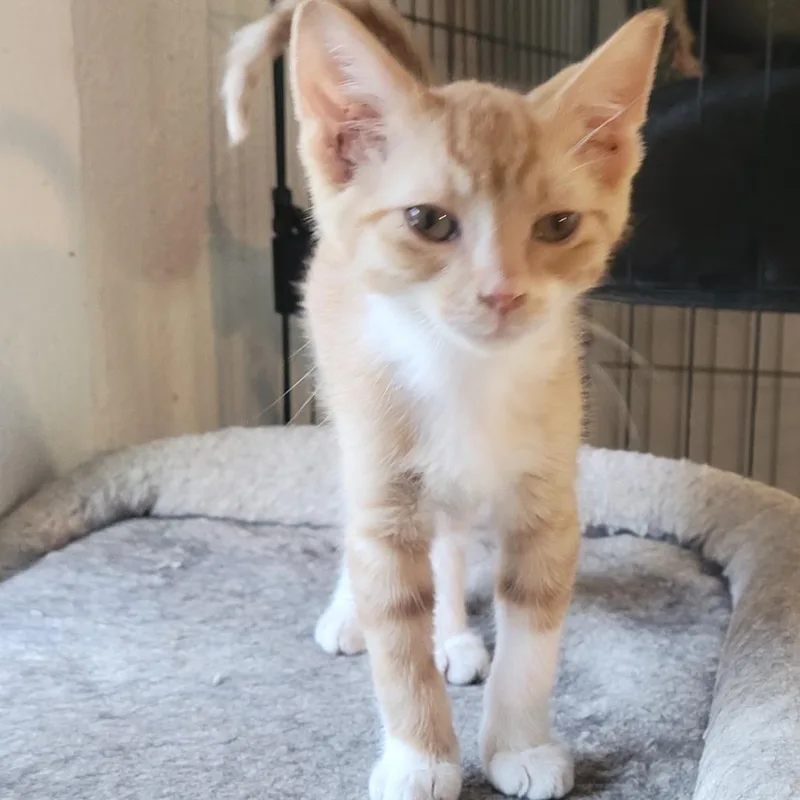 A baby small-sized male Domestic Short Hair cat named Sunny for adoption in Portage, MI