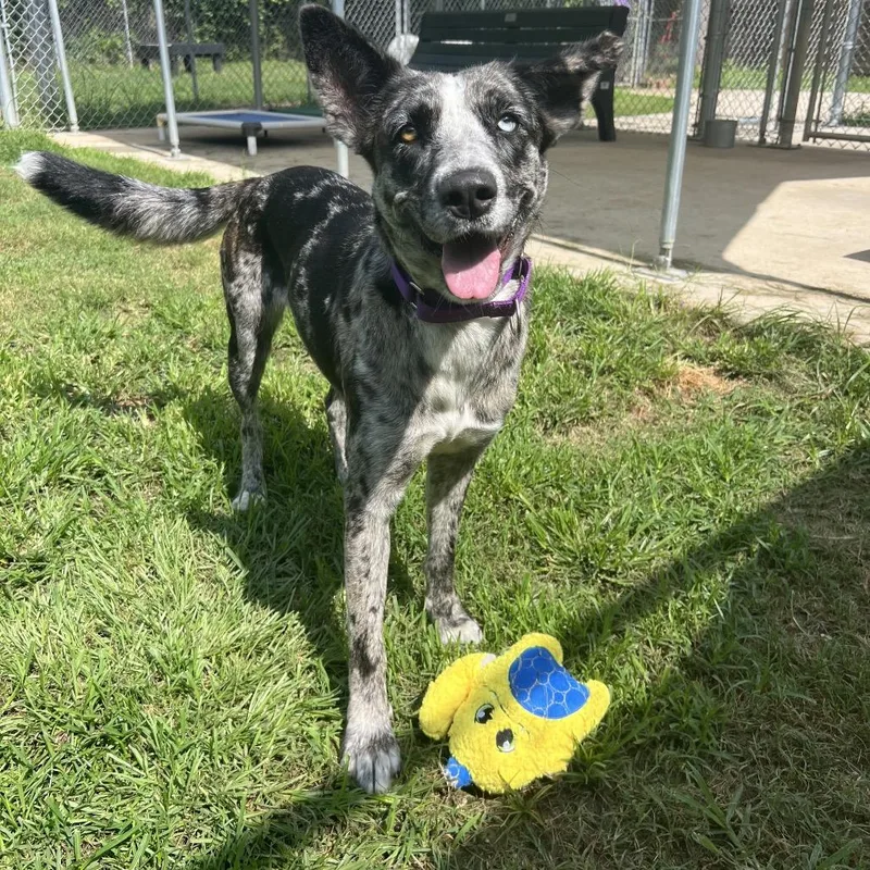 A young medium-sized female Merle (Blue) Catahoula Leopard Dog dog named Mama Blue for adoption in Spring, TX