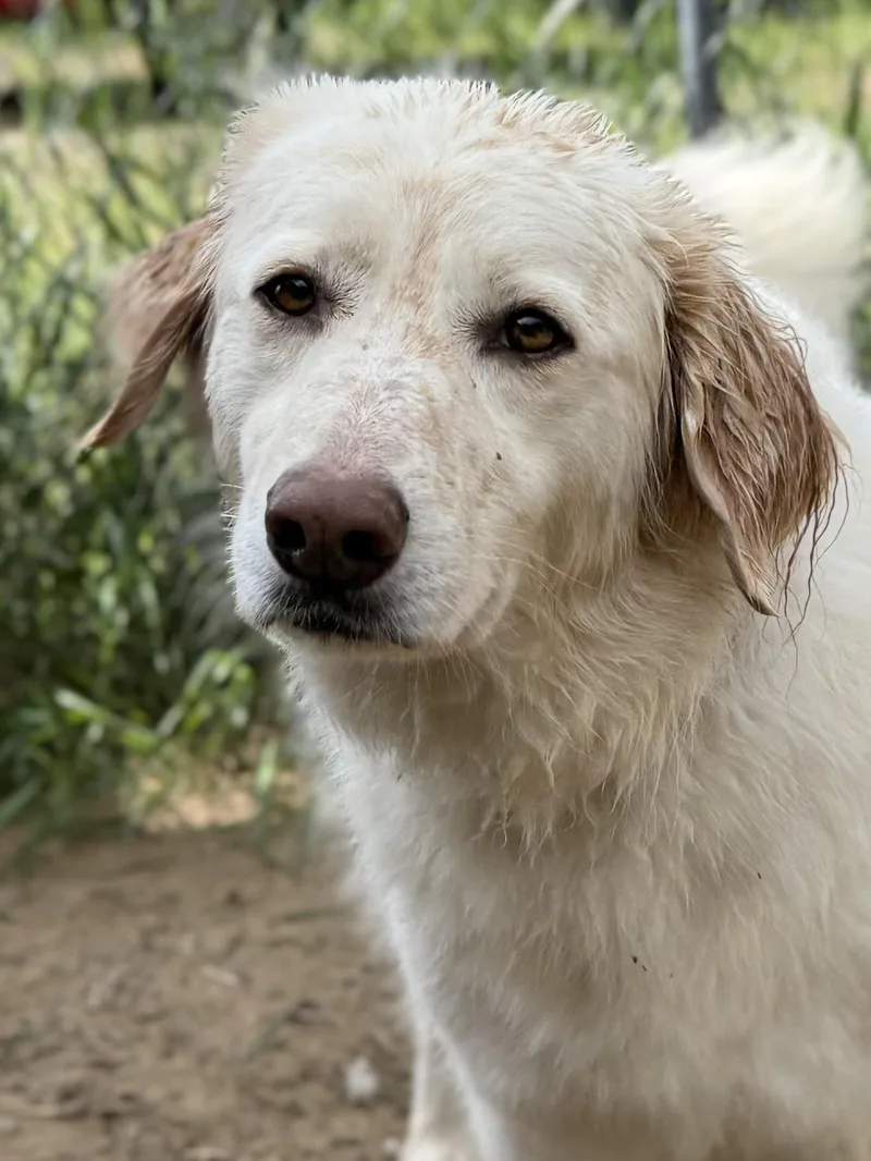 A young large-sized female Great Pyrenees dog named Salem for adoption in South Saint Paul, MN