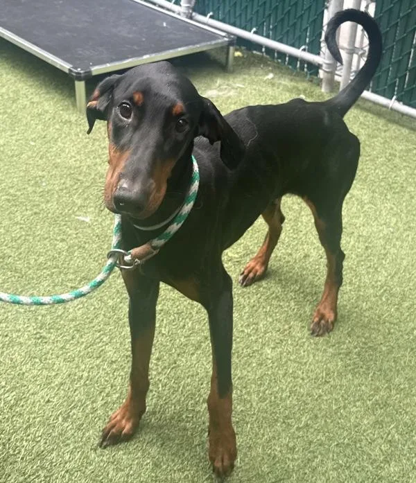 An adult medium-sized female Mixed Breed dog named Lulu for adoption in New York, NY