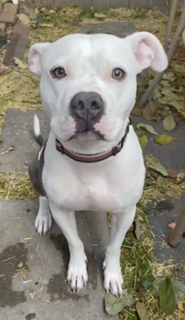 An adult medium-sized male White / Cream Pit Bull Terrier dog named Ollie for adoption in Amherst, MA