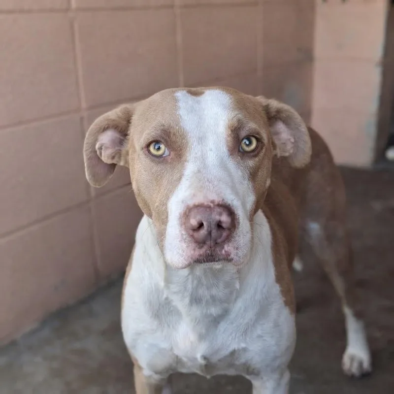 A young medium-sized female Pit Bull Terrier dog named Ivy for adoption in Gautier, MS