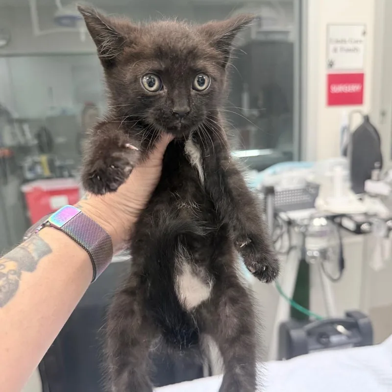A baby small-sized male Black Domestic Short Hair cat named Perez for adoption in Jupiter, FL