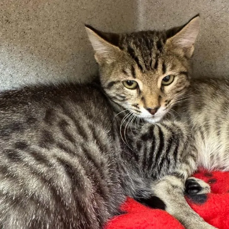A baby small-sized male Brown / Chocolate Domestic Short Hair cat named Car Horn for adoption in Austin, TX
