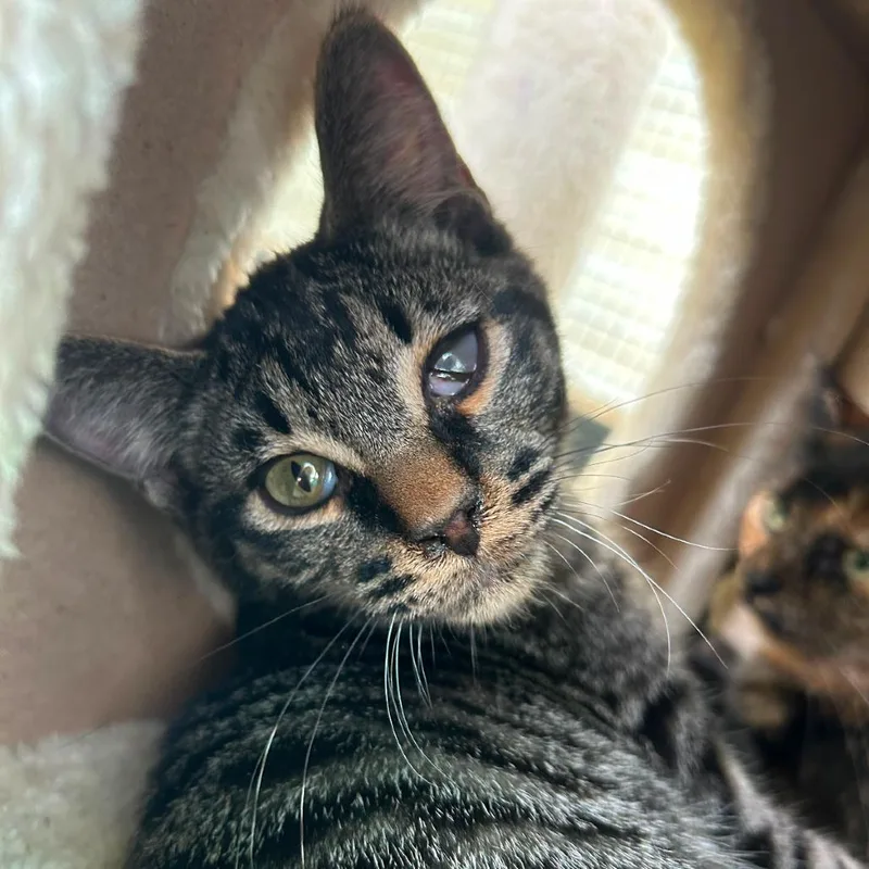 A young small-sized male Brown / Chocolate Domestic Short Hair cat named Odin for adoption in Taos, NM