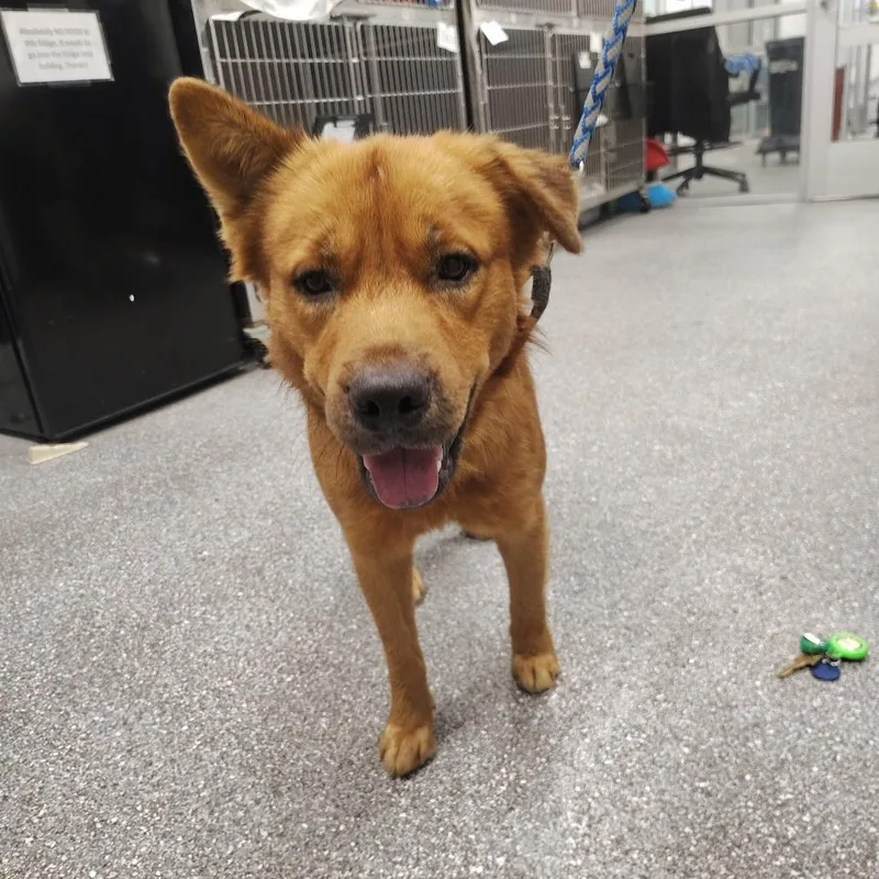 An adult medium-sized male Labrador Retriever dog named Wolf for adoption in Lakeland, FL